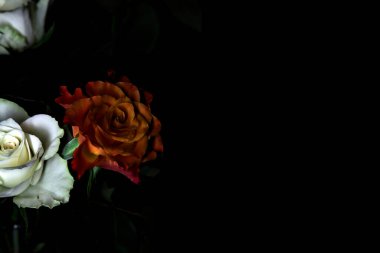 Siyah arka planda turuncu ve beyaz güller.