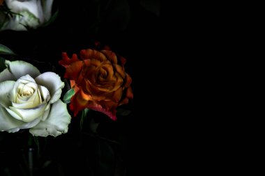 Siyah arka planda turuncu ve beyaz güller.