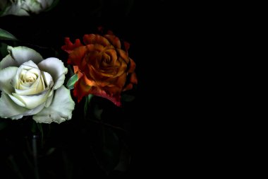 Siyah arka planda turuncu ve beyaz güller.