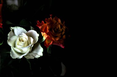 Siyah arka planda turuncu ve beyaz güller.