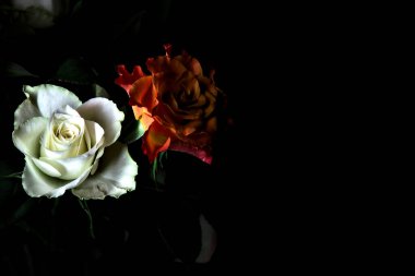 Siyah arka planda turuncu ve beyaz güller.