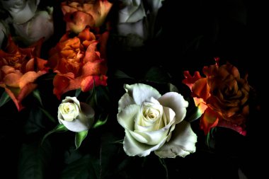 Siyah arka planda turuncu ve beyaz güller.