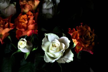 Siyah arka planda turuncu ve beyaz güller.