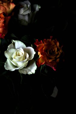 Siyah arka planda turuncu ve beyaz güller.