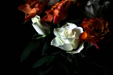 Siyah arka planda turuncu ve beyaz güller.