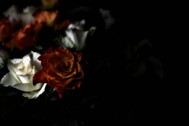 Siyah arka planda turuncu ve beyaz güller.