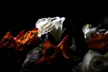 Siyah arka planda turuncu ve beyaz güller.