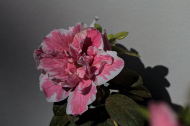 Pembe ve beyaz açelya, beyaz arka planda çiçek açar.