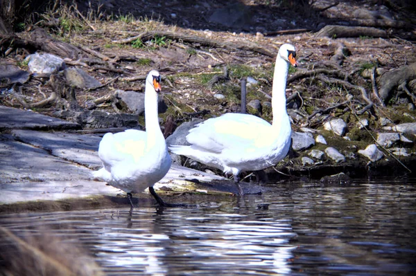 Two swans standing by the shore of a lake