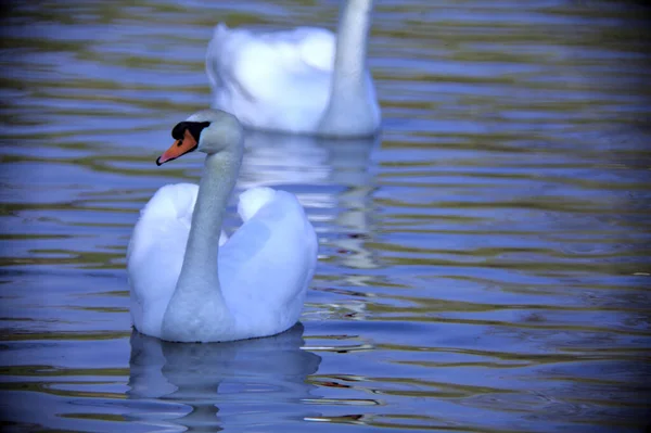 Two swans swimming on a lake