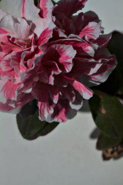 Pembe ve beyaz açelya beyaz arkaplanda çiçek açar.