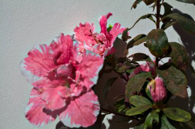 Pembe ve beyaz açelya beyaz arkaplanda çiçek açar.