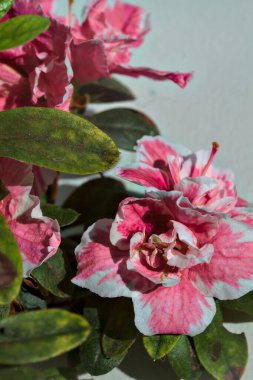 Pembe ve beyaz açelya beyaz arkaplanda çiçek açar.