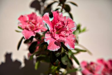 Pembe ve beyaz açelya beyaz arkaplanda çiçek açar.