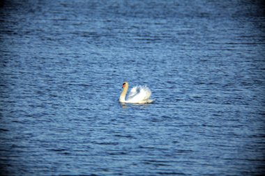 Gün batımında gölde yüzen kuğu.