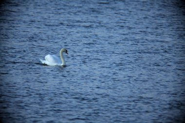 Gün batımında gölde yüzen kuğu.
