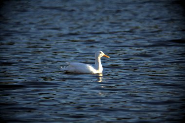 Gün batımında gölde yüzen ördek