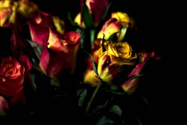 Bir buket turuncu çizgili sarı güller ve siyah arka planda kırmızı güller.