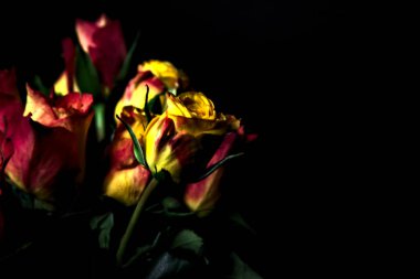 Bir buket turuncu çizgili sarı güller ve siyah arka planda kırmızı güller.