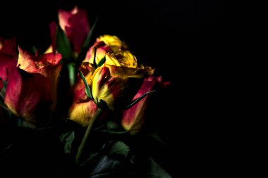 Bir buket turuncu çizgili sarı güller ve siyah arka planda kırmızı güller.