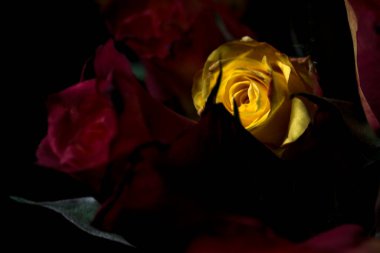 Bir buket turuncu çizgili sarı güller ve siyah arka planda kırmızı güller.