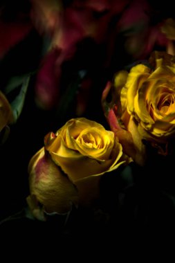 Bir buket turuncu çizgili sarı güller ve siyah arka planda kırmızı güller.