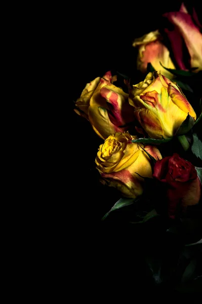 Bouquet Roses Jaunes Striées Orange Roses Rouges Sur Fond Noir — Photo