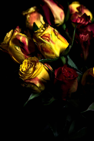Bouquet of orange streaked yellow roses and red roses on a black backdrop