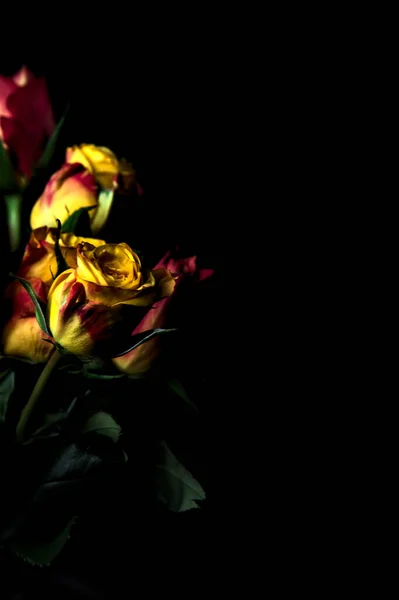 Strauß Orange Gestreifter Gelber Rosen Und Roter Rosen Vor Schwarzem — Stockfoto