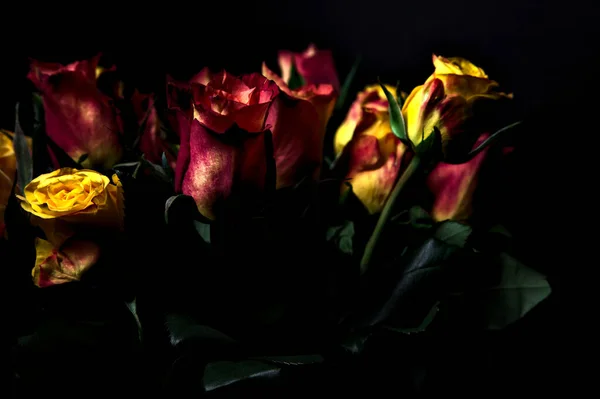 Strauß Orange Gestreifter Gelber Rosen Und Roter Rosen Vor Schwarzem — Stockfoto