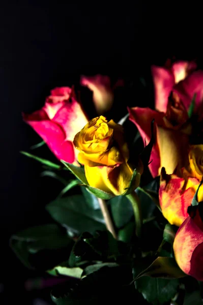 Ramo Rosas Amarillas Rayadas Color Naranja Rosas Rojas Sobre Fondo — Foto de Stock