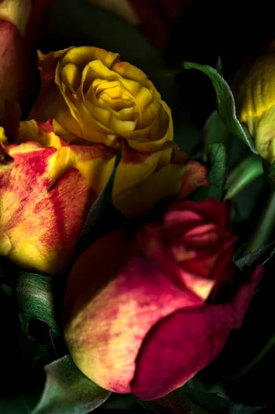 Strauß Orange Gestreifter Gelber Rosen Und Roter Rosen Vor Schwarzem — Stockfoto