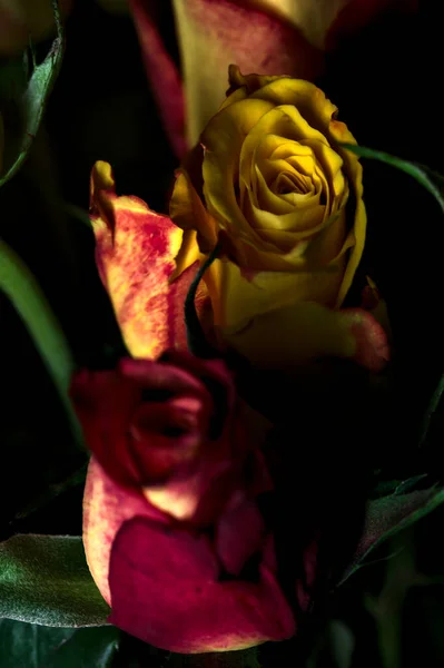 Buquê Rosas Amarelas Listradas Laranja Rosas Vermelhas Fundo Preto — Fotografia de Stock