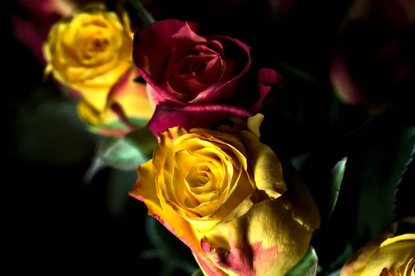 Strauß Orange Gestreifter Gelber Rosen Und Roter Rosen Vor Schwarzem — Stockfoto