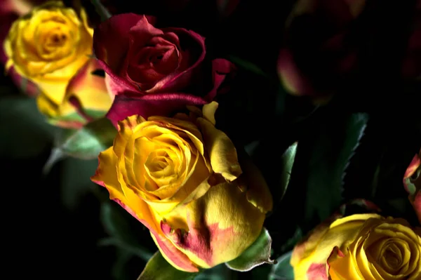 Bouquet Roses Jaunes Striées Orange Roses Rouges Sur Fond Noir — Photo