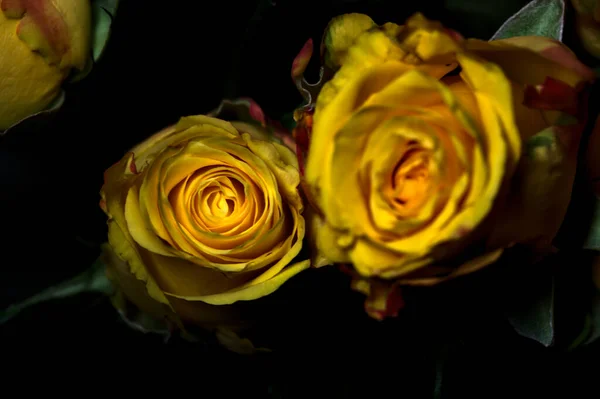 Strauß Orange Gestreifter Gelber Rosen Und Roter Rosen Vor Schwarzem — Stockfoto
