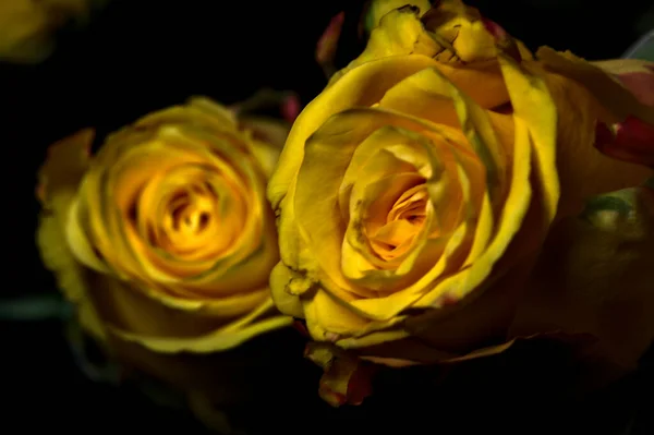 黑色背景上的橙黄色玫瑰和红玫瑰的芬芳 — 图库照片