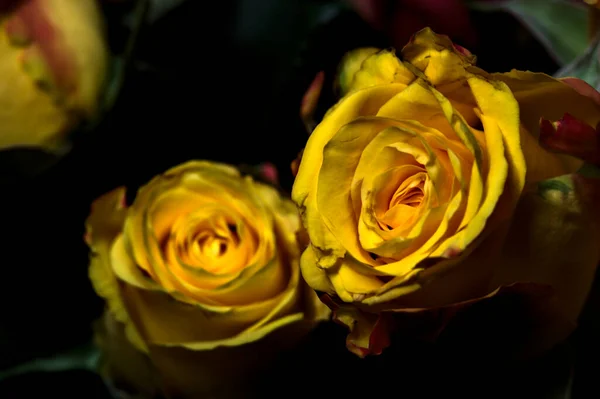 Bouquet Roses Jaunes Striées Orange Roses Rouges Sur Fond Noir — Photo