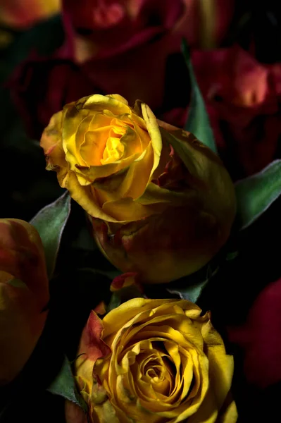 Bouquet Roses Jaunes Striées Orange Roses Rouges Sur Fond Noir — Photo