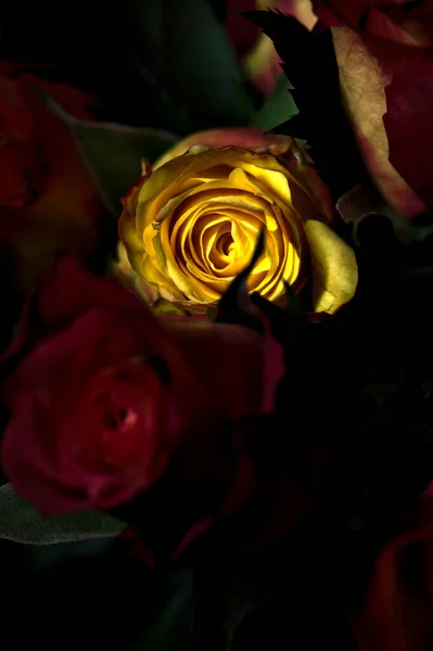 Bouquet Roses Jaunes Striées Orange Roses Rouges Sur Fond Noir — Photo