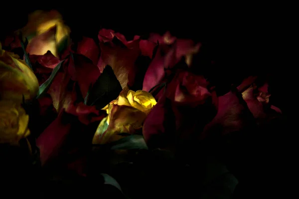 黒を背景に オレンジの花束が黄色のバラと赤いバラを縞模様にした — ストック写真