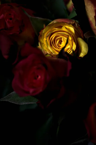 Strauß Orange Gestreifter Gelber Rosen Und Roter Rosen Vor Schwarzem — Stockfoto