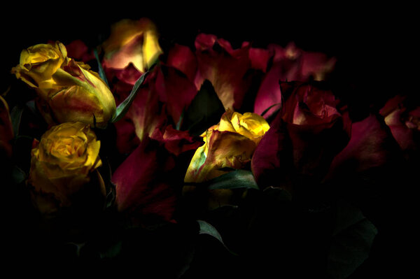 Bouquet of orange streaked yellow roses and red roses on a black backdrop