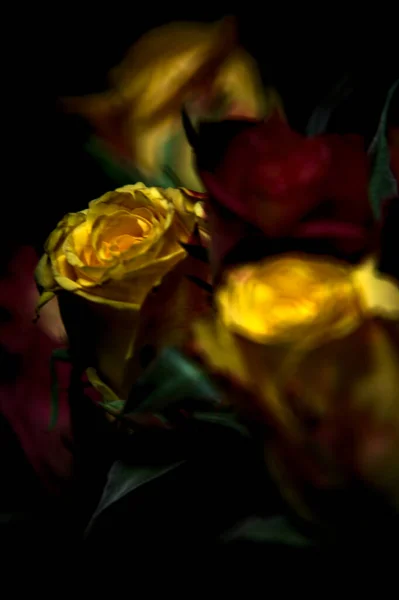 Strauß Orange Gestreifter Gelber Rosen Und Roter Rosen Vor Schwarzem — Stockfoto