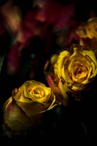 Strauß Orange Gestreifter Gelber Rosen Und Roter Rosen Vor Schwarzem — Stockfoto