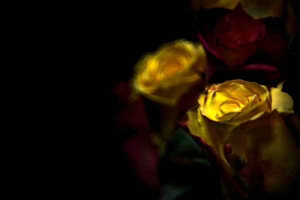 Strauß Orange Gestreifter Gelber Rosen Und Roter Rosen Vor Schwarzem — Stockfoto