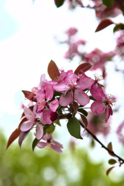 Japon yaban elması çiçek açmış bulutlu ve parlak bir gökyüzü arkaplan gibi