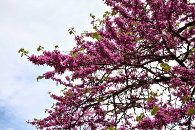 Japon yaban elması çiçek açmış bulutlu ve parlak bir gökyüzü arkaplan gibi