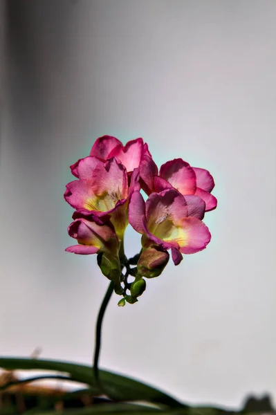 Rózsaszín Fréziák Virágzik Fehér Háttér — Stock Fotó