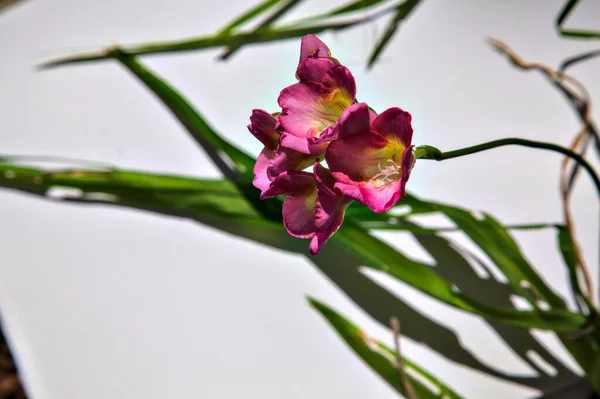Pink Freesias Bloom White Backdrop — Stock Photo, Image